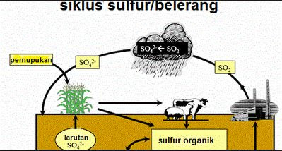 Daur-Belerang-Sulfur