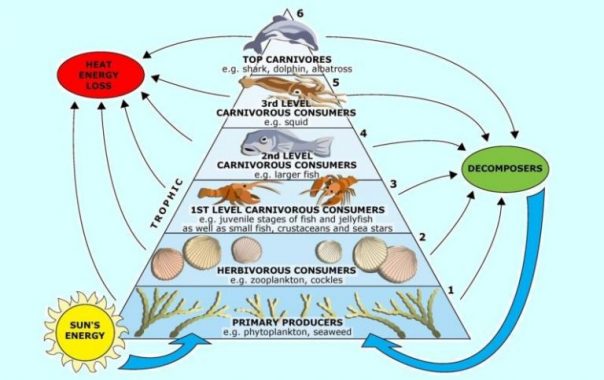 Pengertian-Piramida-Ekologi