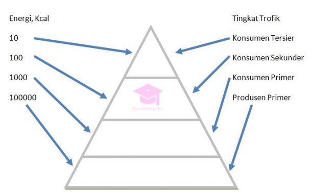 piramida ekologi energi