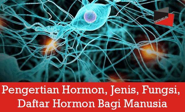 Pengertian Hormon, Jenis, Fungsi, Daftar Hormon Bagi Manusia