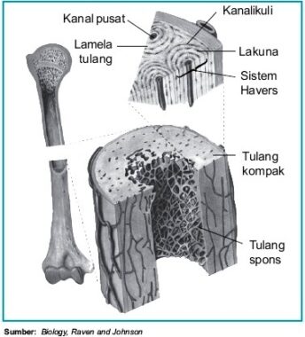 Struktur-Tulang-Keras