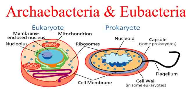Kingdom-Archaebacteria-dan-Eubacteria