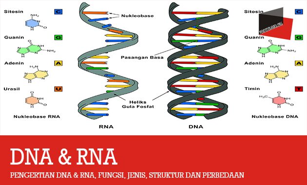 Pengertian DNA & RNA