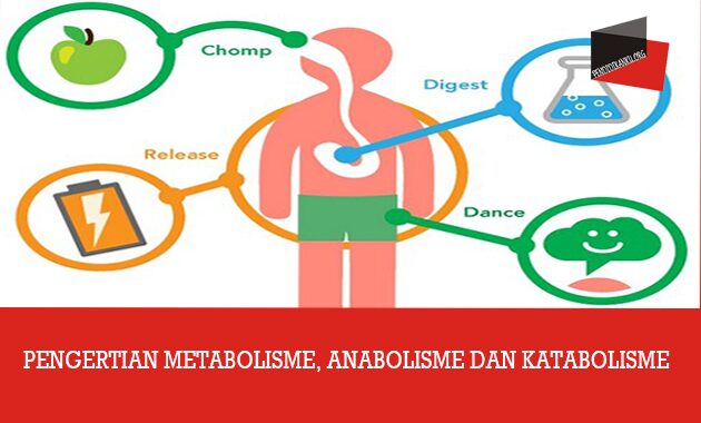 Pengertian Metabolisme, Anabolisme Dan Katabolisme