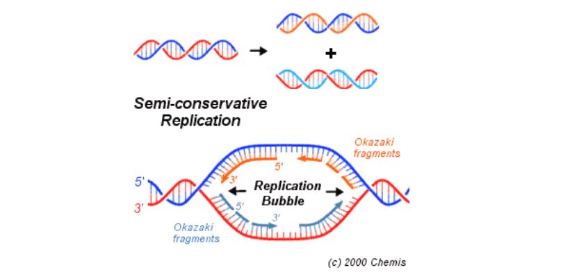 Replikasi-DNA