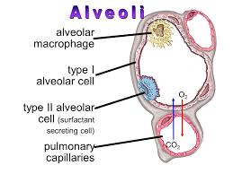 Sel-Alveolus