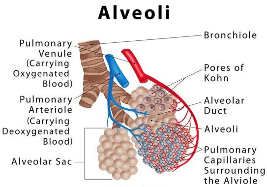 Struktur-Bagian-Alveolus