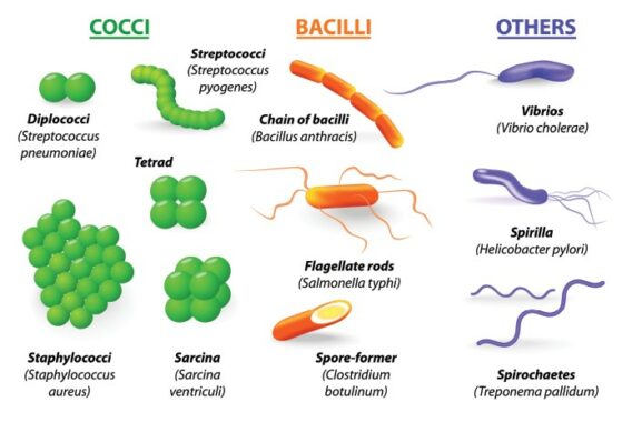 Klasifikasi-Bakteri