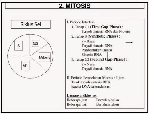 Tahap-mitosis11