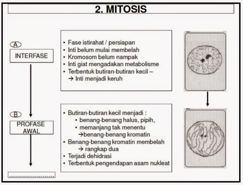 Tahap-mitosis2