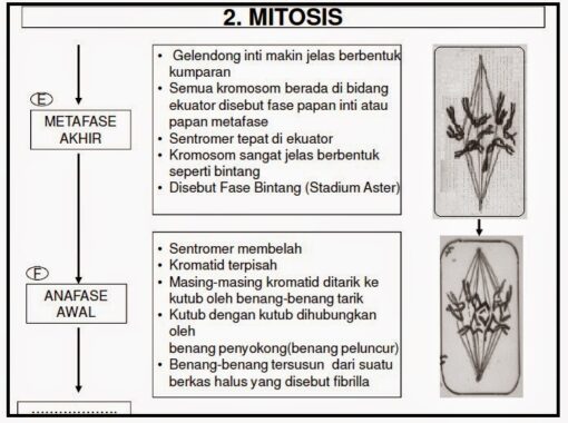 Tahap-mitosis4