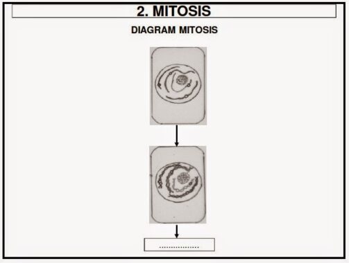 Tahap-mitosis7