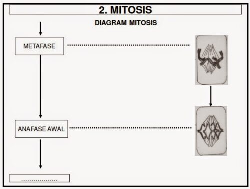 Tahap-mitosis9