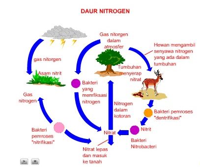 Daur-Nitrogen