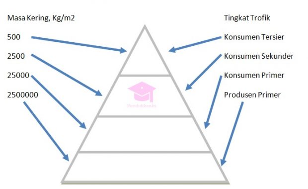 piramida ekologi biomassa