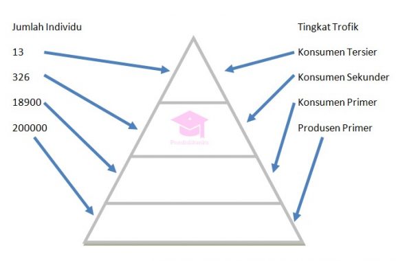 piramida ekologi jumlah