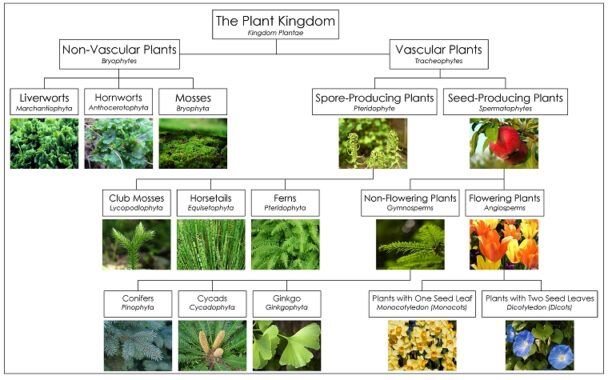 Kingdom-Plantae