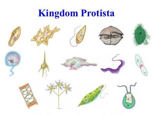 Kingdom-Protista