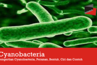 Pengertian Cyanobacteria