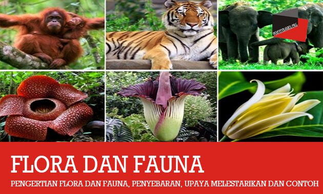 Indonesia tengah terdapat di flora bagian adalah contoh yang PERSEBARAN FLORA