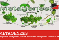 Pengertian Metagenesis, Skema, Perbedaan Metagenesis Lumut dan Paku