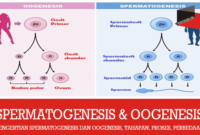 Pengertian Spermatogenesis dan Oogenesis