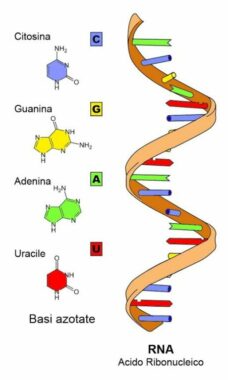 Struktur-RNA