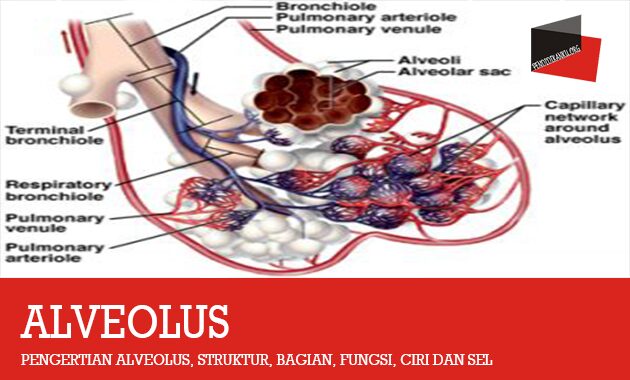 Pengertian Alveolus