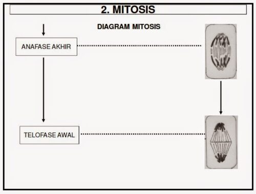 Tahap-mitosis10