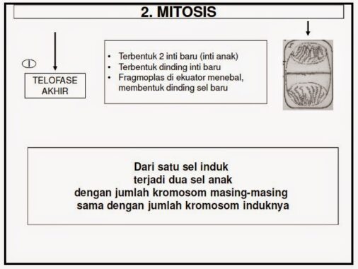 Tahap-mitosis6