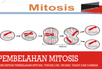 pengertian-pembelahan-mitosis