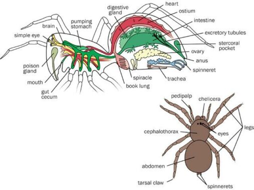 Arachnoidea