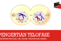 Pengertian-Telofase
