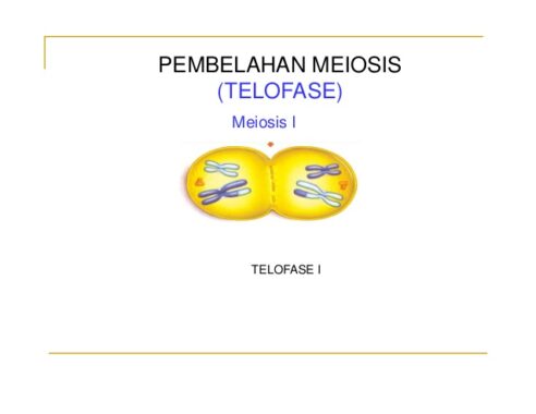 Telofase-I