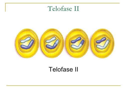 Telofase-II
