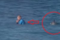 Voici la Vidéo de l'horrible attaque de requin qui a frappé deux femmes en Égypte, la côte de la mer Rouge est actuellement fermée