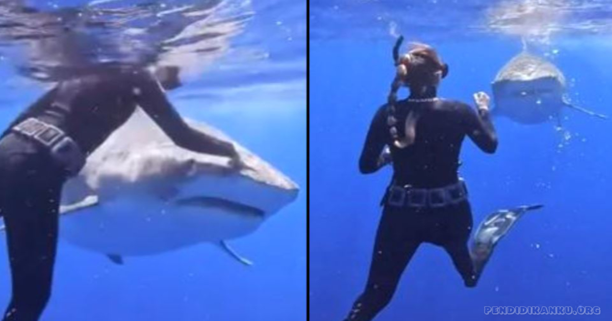New Link Full of Human Male X Female Shark Viral Video on Twitter (Complete)