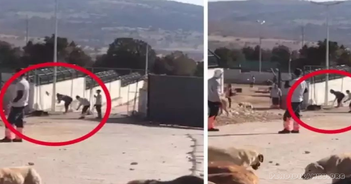 (Update) Konya Köpek Video & Konya Köpek Katliamı Link on Video