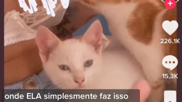 New Update {Video 18++} mc pipokinha tem filho mc pipokinha com gatos